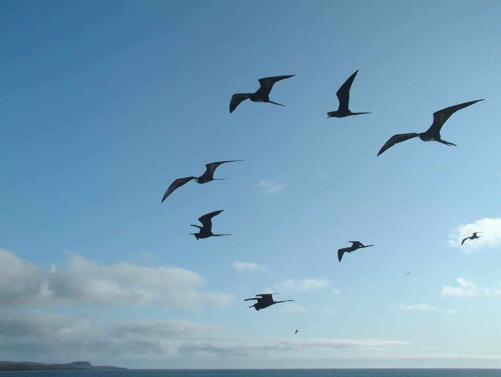 04-Frigatebirds accompany the ship.jpg - Frigatebirds accompany the ship